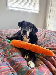 Lost Female Dog last seen Foothills gated community, Gilmer, TX 75645
