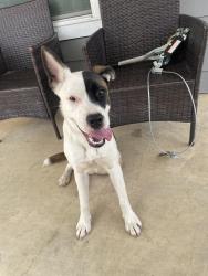 Found/Stray Female Dog last seen wilkes dr fort worth tx, Fort Worth, TX 76119