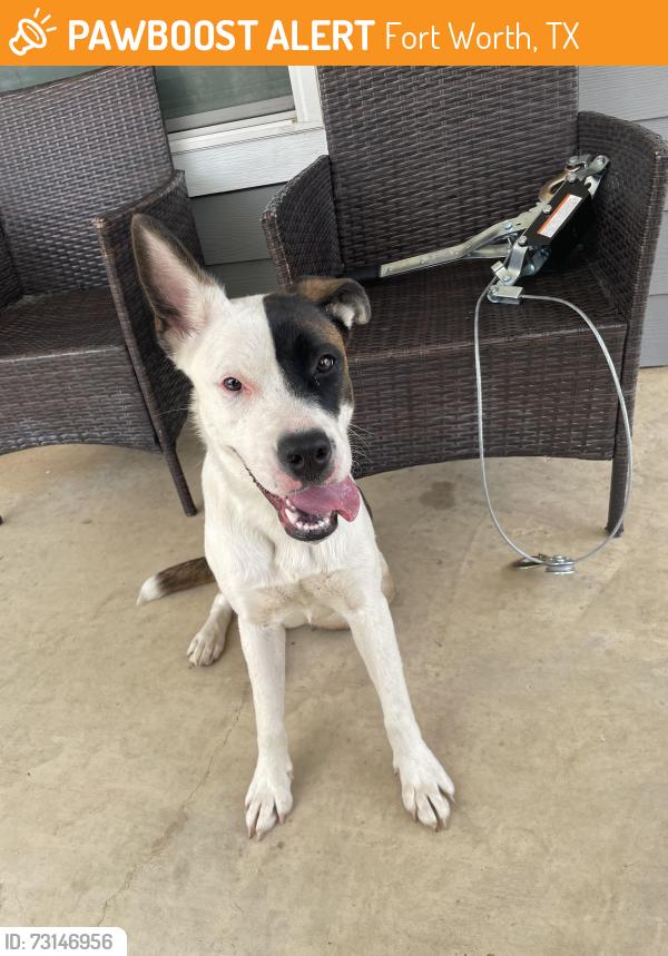 Found/Stray Female Dog last seen wilkes dr fort worth tx, Fort Worth, TX 76119