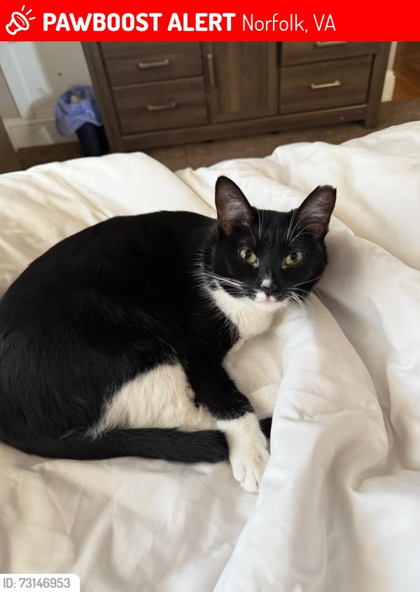 Lost Female Cat last seen Queens way and lewellen, Norfolk, VA 23517