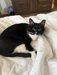 Lost Female Cat last seen Queens way and lewellen, Norfolk, VA 23517