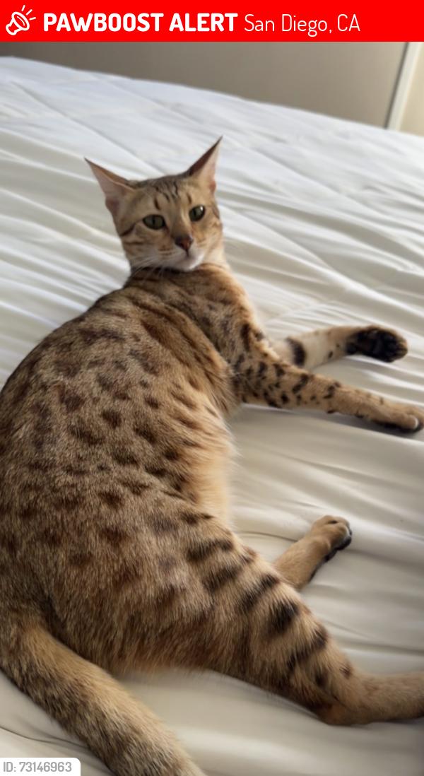 Lost Female Cat last seen Birch street, San Diego, CA 92113