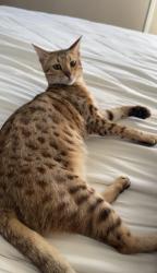Lost Female Cat last seen Birch street, San Diego, CA 92113