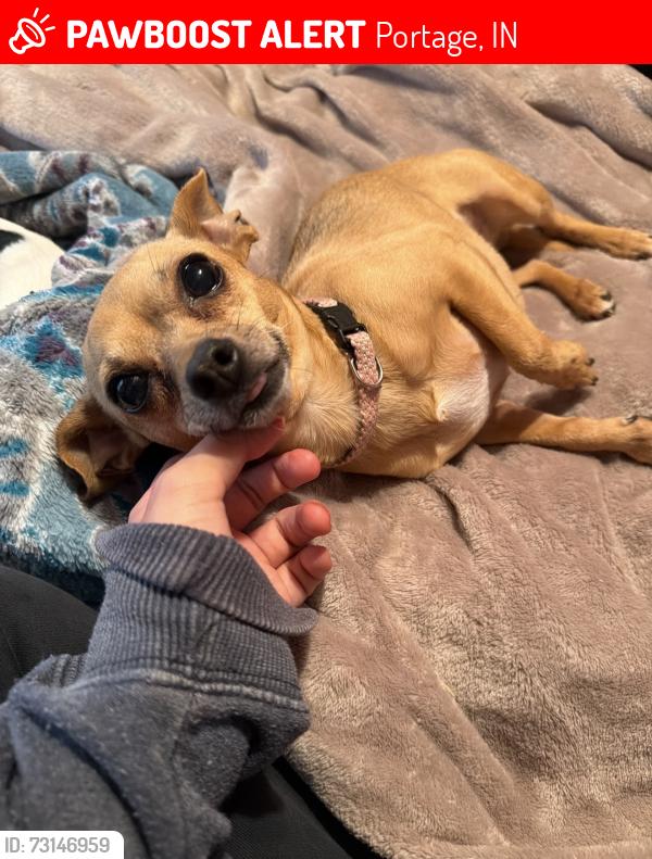 Lost Female Dog last seen Pleasant Valley trailer park, Portage, IN 46368