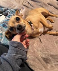Lost Female Dog last seen Pleasant Valley trailer park, Portage, IN 46368