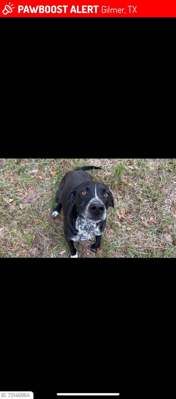 Lost Male Dog last seen Foothills gated community, Gilmer, TX 75645