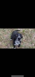 Lost Male Dog last seen Foothills gated community, Gilmer, TX 75645
