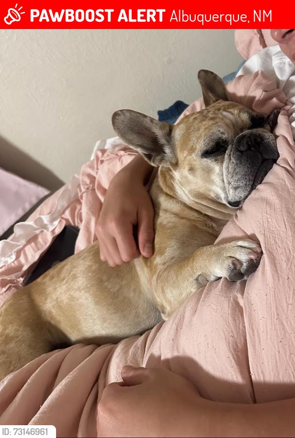 Lost Female Dog last seen Central and atrisco, Albuquerque, NM 87105