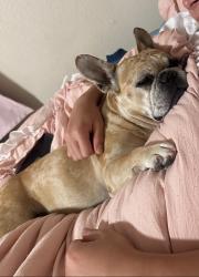 Lost Female Dog last seen Central and atrisco, Albuquerque, NM 87105