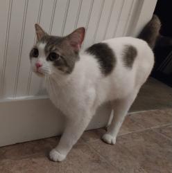 Found/Stray Unknown Cat last seen Sliverwood Trail, Incas, Osage in North Little Rock, AR, North Little Rock, AR 72116