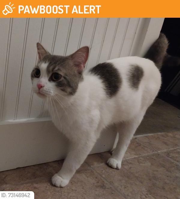 Found/Stray Unknown Cat last seen Sliverwood Trail, Incas, Osage in North Little Rock, AR, North Little Rock, AR 72116
