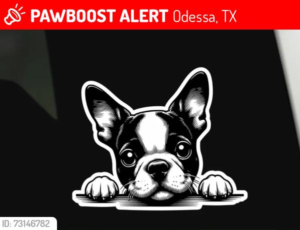 Lost Male Dog last seen Near W University, Odessa, TX 79762