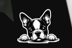 Lost Male Dog last seen Near W University, Odessa, TX 79762