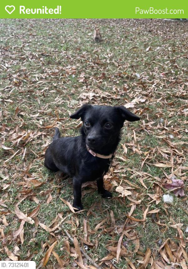 Reunited Female Dog last seen PLS in wendover, Greensboro, NC 27411