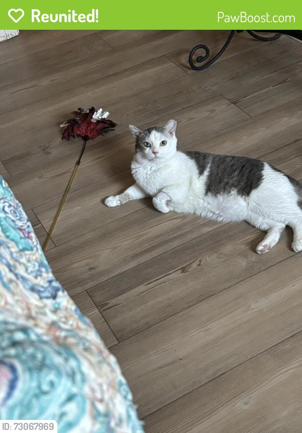 Reunited Male Cat last seen Near West, Bryceville, FL 32009