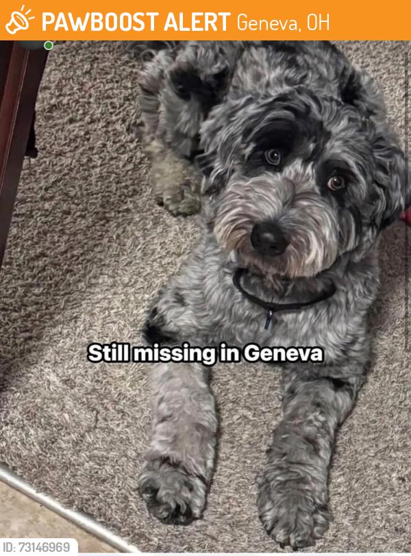 Found/Stray Female Dog last seen Brown RD, Geneva, OH 44041