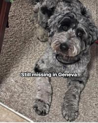 Found/Stray Female Dog last seen Brown RD, Geneva, OH 44041