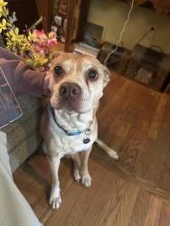 Reunited Male Dog last seen Richmond Avenue, Bethlehem, PA 18018