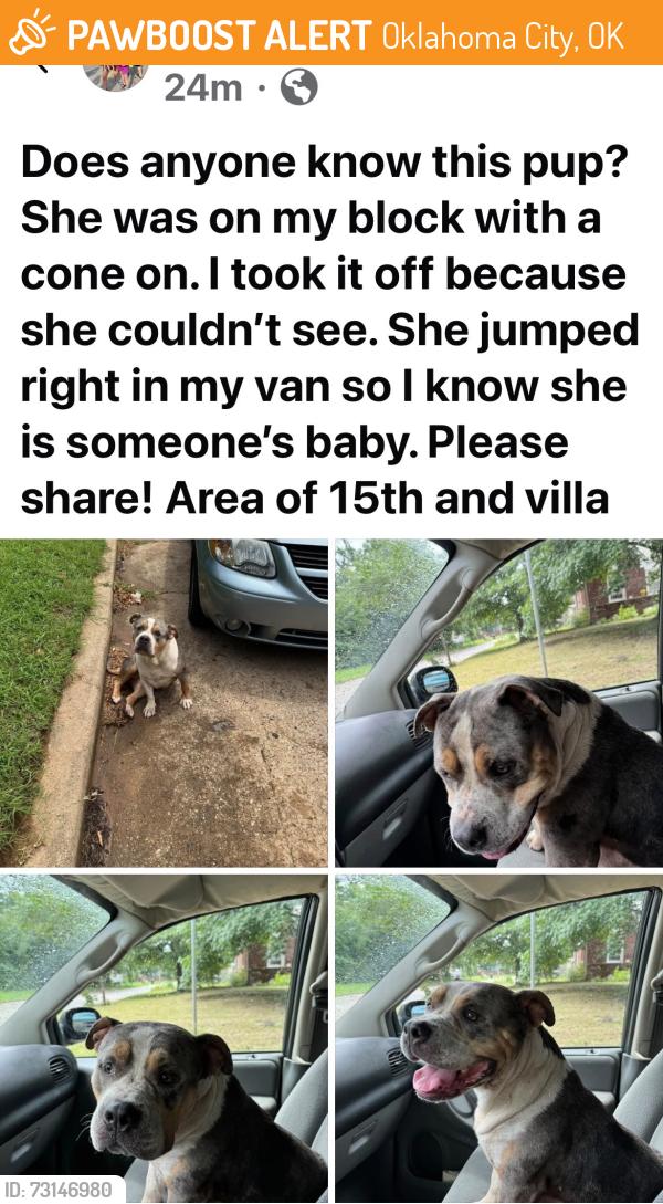 Found/Stray Female Dog last seen Villa, 15th, Oklahoma City, OK 73107