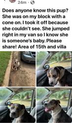 Found/Stray Female Dog last seen Villa, 15th, Oklahoma City, OK 73107