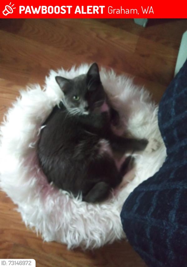 Lost Male Cat last seen Meridian East, Graham, WA 98338