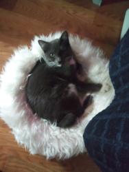 Lost Male Cat last seen Meridian East, Graham, WA 98338