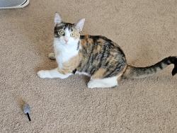 Reunited Female Cat last seen 42nd Ave and Regent, near Oromo Evangelical, Minneapolis, MN 55422