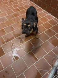 Shelter Stray Male Dog last seen Near blk Valley Forge-FH, FOREST HILL, TX, 3961 Bluebell Dr, Everman, TX 76140, USA