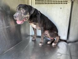 Shelter Stray Male Dog last seen Near Woodgrove St., 75181, TX, 1650 Gross Rd, Mesquite, TX 75149, USA
