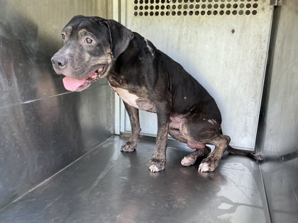 Shelter Stray Male Dog last seen Near Woodgrove St., 75181, TX, 1650 Gross Rd, Mesquite, TX 75149, USA