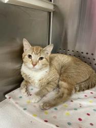 Shelter Stray Male Cat last seen Near Wicklow Rd, 21229, MD, 301 Stockholm St, Baltimore, MD 21230, USA