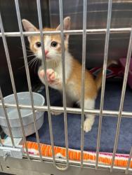 Shelter Stray Male Cat last seen Near BLK GLENHAVEN, District 4 - South Cleburne, TX, 2375 Service Dr, Cleburne, TX 76033, USA
