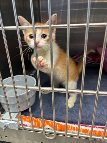 Shelter Stray Male Cat last seen Near BLK GLENHAVEN, District 4 - South Cleburne, TX, 2375 Service Dr, Cleburne, TX 76033, USA