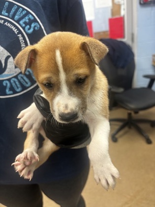 Shelter Stray Male Dog last seen Near Westmart Ln, Atlanta, GA 30304, 30340, GA, 3280 Chamblee Dunwoody Rd, Chamblee, GA 30341, USA