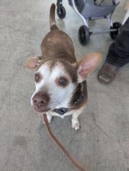 Shelter Stray Male Dog last seen , , TX, 355 Hillshire Dr, Haslet, TX 76052, USA