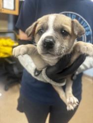 Shelter Stray Male Dog last seen Near Westmart Ln, Atlanta, GA 30304, 30340, GA, 3280 Chamblee Dunwoody Rd, Chamblee, GA 30341, USA