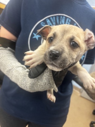 Shelter Stray Male Dog last seen Near Westmart Ln, Atlanta, GA 30304, 30340, GA, 3280 Chamblee Dunwoody Rd, Chamblee, GA 30341, USA