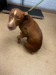 Shelter Stray Female Dog last seen , , GA, 3280 Chamblee Dunwoody Rd, Chamblee, GA 30341, USA
