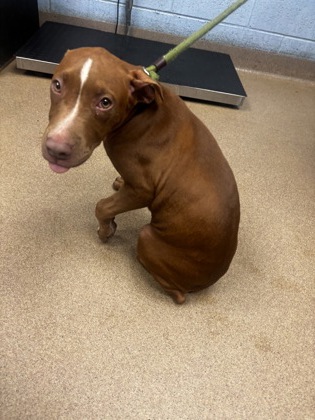 Shelter Stray Female Dog last seen , , GA, 3280 Chamblee Dunwoody Rd, Chamblee, GA 30341, USA