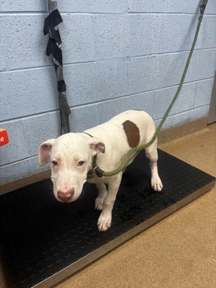Shelter Stray Female Dog last seen , , GA, 3280 Chamblee Dunwoody Rd, Chamblee, GA 30341, USA