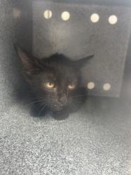 Shelter Stray Male Cat last seen Near RENEE CIR, West District, TX, 355 Hillshire Dr, Haslet, TX 76052, USA