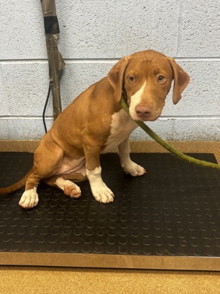 Shelter Stray Female Dog last seen , , GA, 3280 Chamblee Dunwoody Rd, Chamblee, GA 30341, USA
