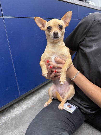 Shelter Stray Female Dog last seen Cherokee Drive, Berkeley County, SC, 2455 Remount Rd, North Charleston, SC 29406, USA