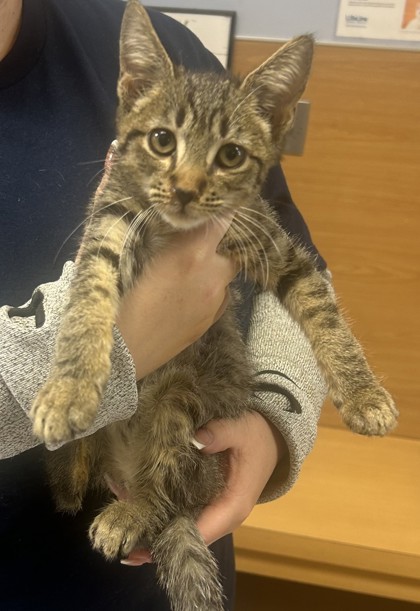 Shelter Stray Male Cat last seen Near Chamblee Dunwoody Rd, Chamblee, GA 30341, 30341, GA, 3280 Chamblee Dunwoody Rd, Chamblee, GA 30341, USA
