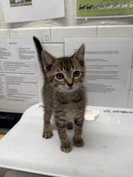 Shelter Stray Male Cat last seen Near Peachtree Rd NE, Atlanta, GA, 1251 Fulton Industrial Blvd NW, Atlanta, GA 30336, USA