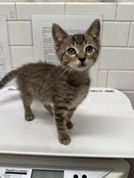 Shelter Stray Male Cat last seen Near Peachtree Rd NE, Atlanta, GA, 1251 Fulton Industrial Blvd NW, Atlanta, GA 30336, USA