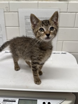 Shelter Stray Male Cat last seen Near Peachtree Rd NE, Atlanta, GA, 1251 Fulton Industrial Blvd NW, Atlanta, GA 30336, USA