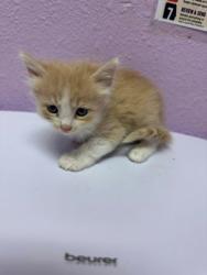 Shelter Stray Unknown Cat last seen Near E Paisano Dr, CITY of El Paso, TX, 5001 Fred Wilson Ave, El Paso, TX 79906, USA