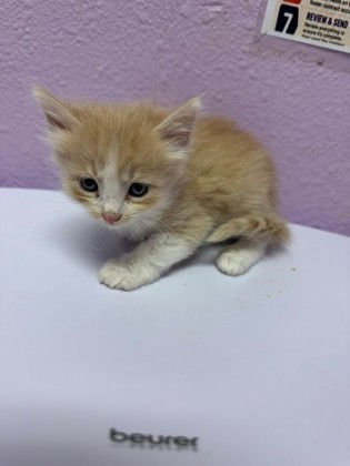Shelter Stray Unknown Cat last seen Near E Paisano Dr, CITY of El Paso, TX, 5001 Fred Wilson Ave, El Paso, TX 79906, USA