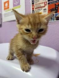 Shelter Stray Unknown Cat last seen Near E Paisano Dr, CITY of El Paso, TX, 5001 Fred Wilson Ave, El Paso, TX 79906, USA